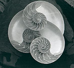 /images/nautilusspiral72-2.jpg